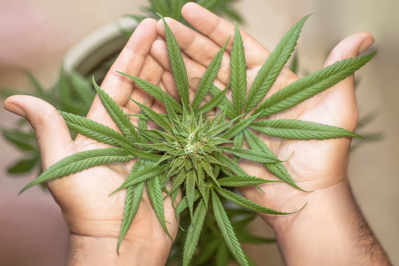 Cannabis Flower 101: A Beginner’s Guide to the Benefits of Weed