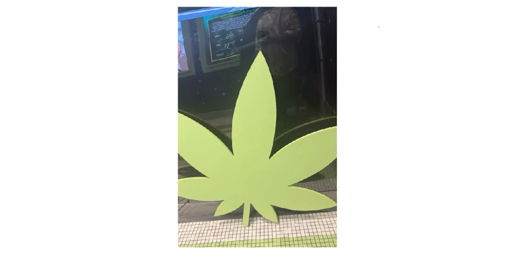 Plant Galaxy lobby leaf