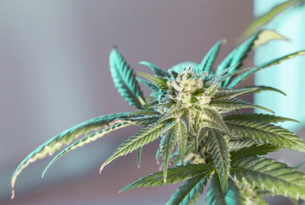 Riverside cannabis culture