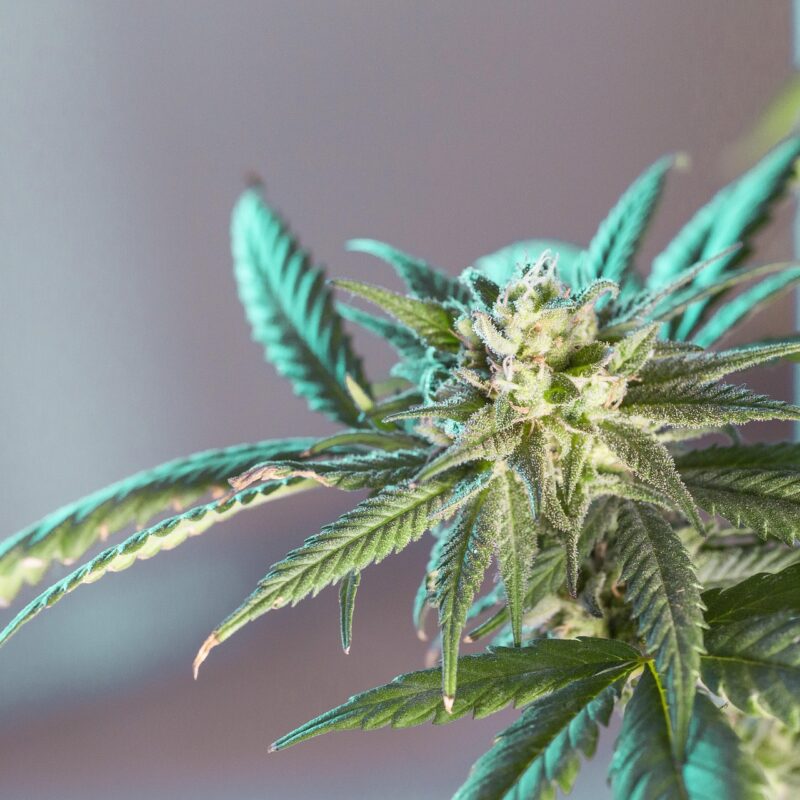 Riverside cannabis culture